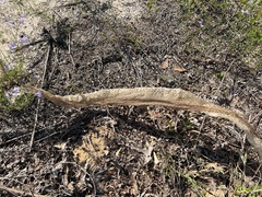 Masticophis flagellum