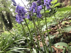 Hyacinthoides non-scripta