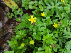 Ranunculus sieboldii