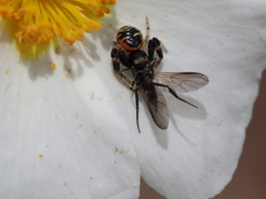 Synema globosum globosum