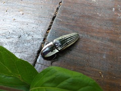 Chalcolepidius limbatus