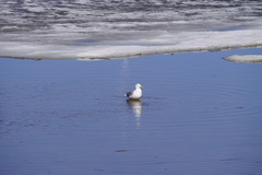 Larus argentatus
