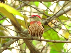 Machaeropterus striolatus