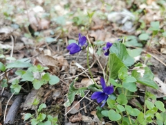 Viola odorata