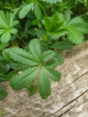 Potentilla reptans