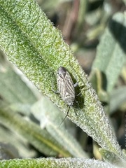 Pseudopsallus angularis