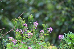 Corydalis incisa