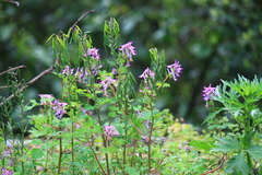 Corydalis incisa