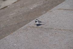 Motacilla alba