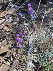 Astragalus palmeri