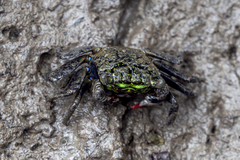Parasesarma eumolpe