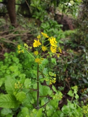 Sinosenecio oldhamianus