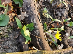 Ficaria verna