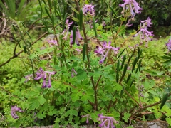 Corydalis incisa