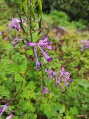 Corydalis incisa