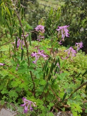 Corydalis incisa