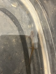 Eurycea