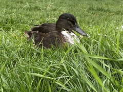 Anas platyrhynchos domesticus