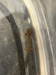 Eurycea