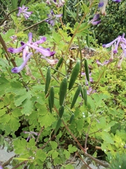 Corydalis incisa