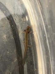Eurycea