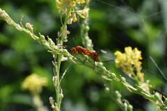 Compsocryptus calipterus