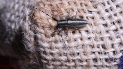 Agapanthia suturalis