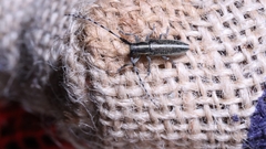 Agapanthia suturalis