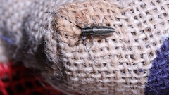 Agapanthia suturalis