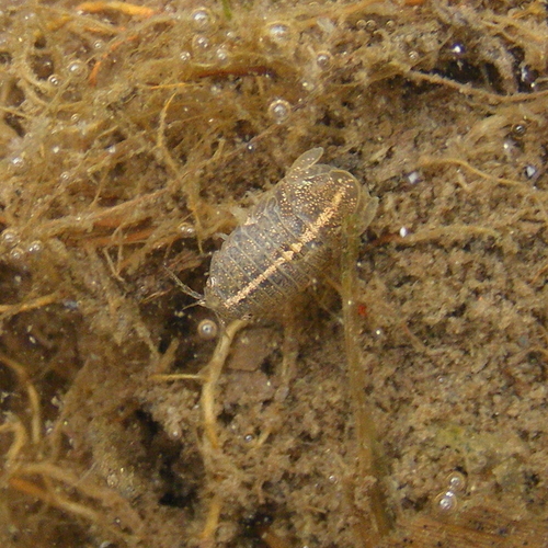 Representative image of Lekanesphaera