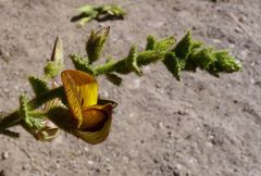 Adesmia atacamensis