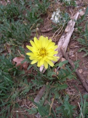 Pyrrhopappus grandiflorus
