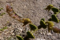 Adesmia atacamensis