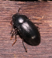 Nalassus dermestoides