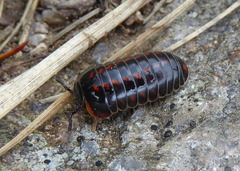 Glomeridae