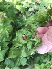 Coccinella septempunctata