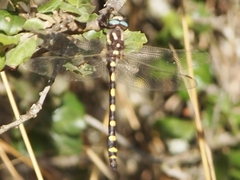 Cordulegaster dorsalis