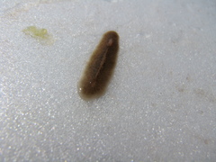 Kaburakia excelsa