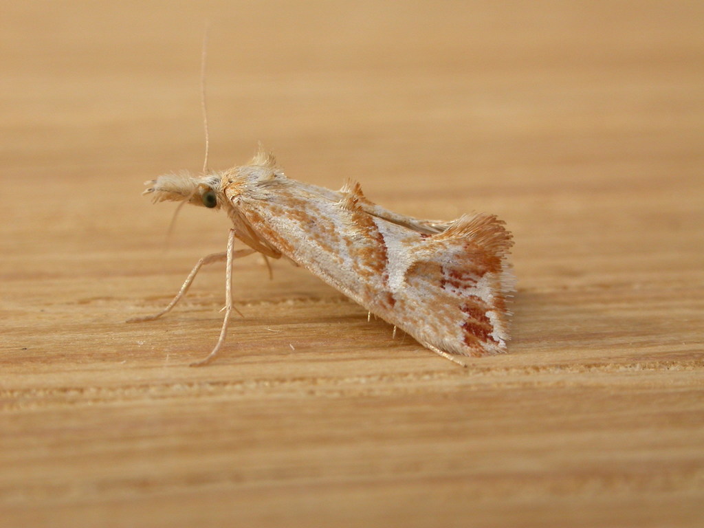 Heliocosma