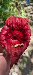 Kigelia