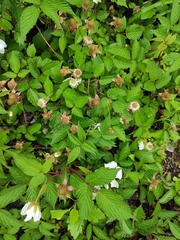 Rubus hirsutus