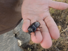 Heterogomphus
