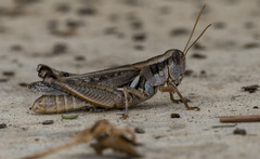 Melanoplus packardii