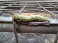 Lepidoptera