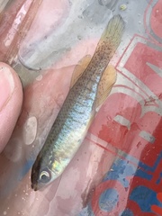 Fundulus dispar