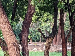 Chlorocebus pygerythrus