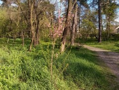 Prunus persica persica