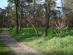 Prunus persica persica