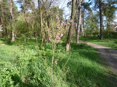 Prunus persica persica