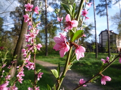 Prunus persica persica